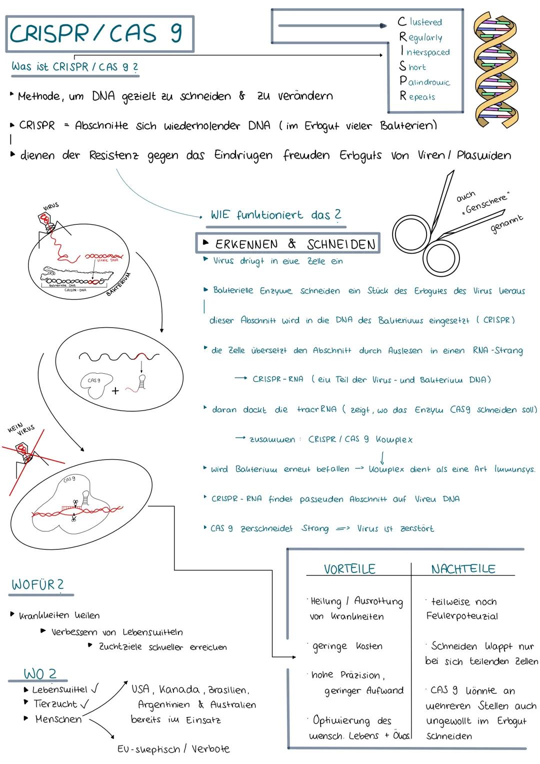 # CRISPR/CAS 9

Was ist CRISPR/CAS 92

Methode, um DNA gezielt zu schneiden & zu verändern

CRISPR Abschnitte sich wiederholender DNA (im Er