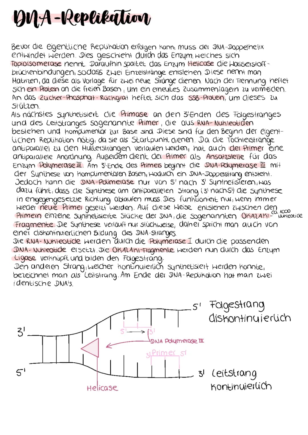 DNA Replikation 
