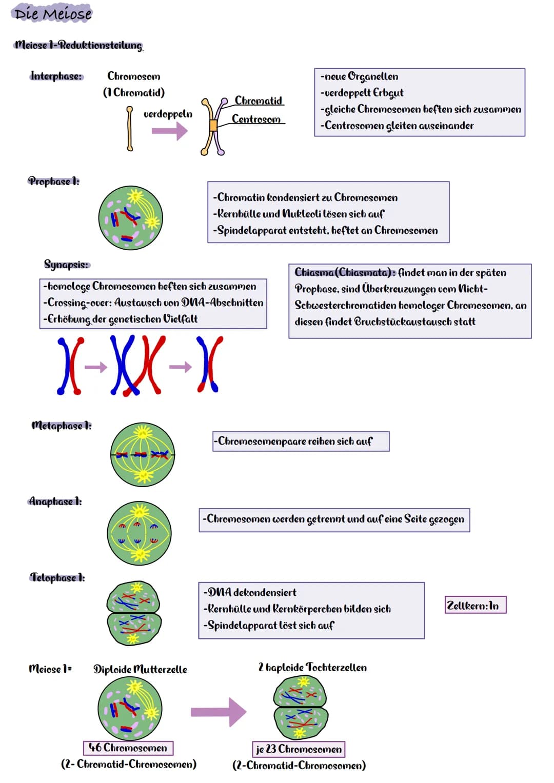 Die Meiose
Meiose 1-Reduktionsteilung
Interphase:
Prophase 1:
Metaphase 1:
Anaphase 1:
Telophase 1:
Chromosom
(1 Chromatid)
Meiose 1=
verdop