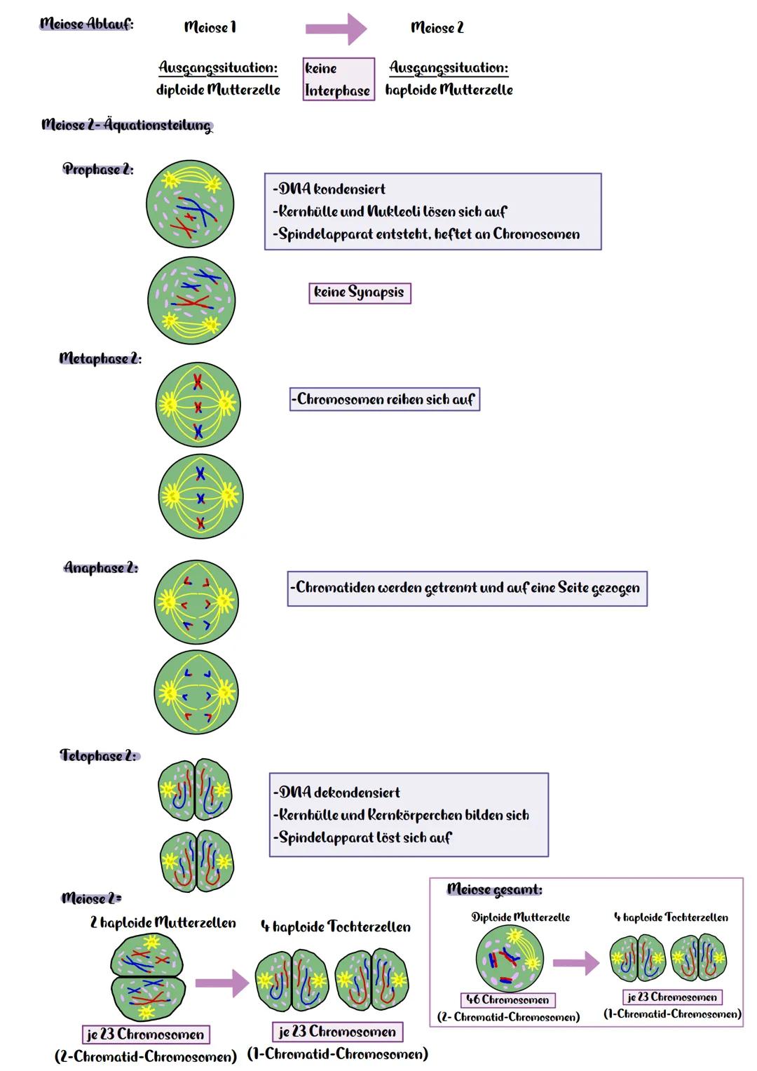 Die Meiose
Meiose 1-Reduktionsteilung
Interphase:
Prophase 1:
Metaphase 1:
Anaphase 1:
Telophase 1:
Chromosom
(1 Chromatid)
Meiose 1=
verdop
