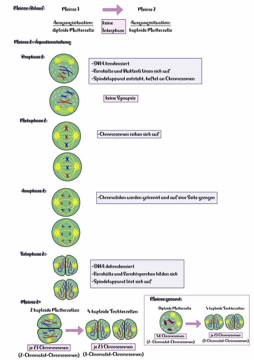 Die Meiose
Meiose 1-Reduktionsteilung
Interphase:
Prophase 1:
Metaphase 1:
Anaphase 1:
Telophase 1:
Chromosom
(1 Chromatid)
Meiose 1=
verdop