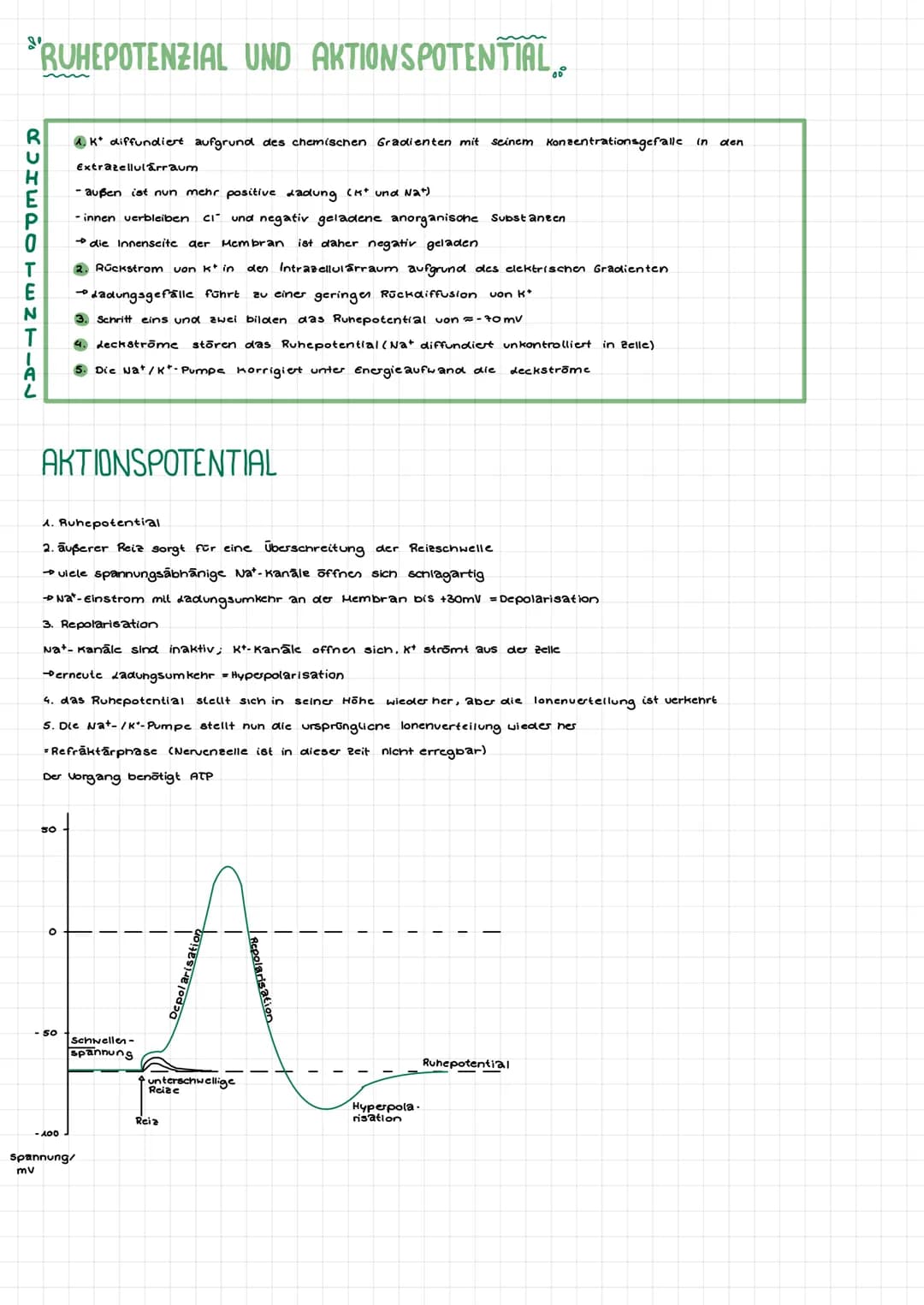 RUHEPOTENTIAL
RUHEPOTENZIAL UND AKTIONSPOTENTIAL
AKTIONSPOTENTIAL
50
1. Ruhepotential
2. außerer Reiz sorgt für eine Überschreitung der Reiz