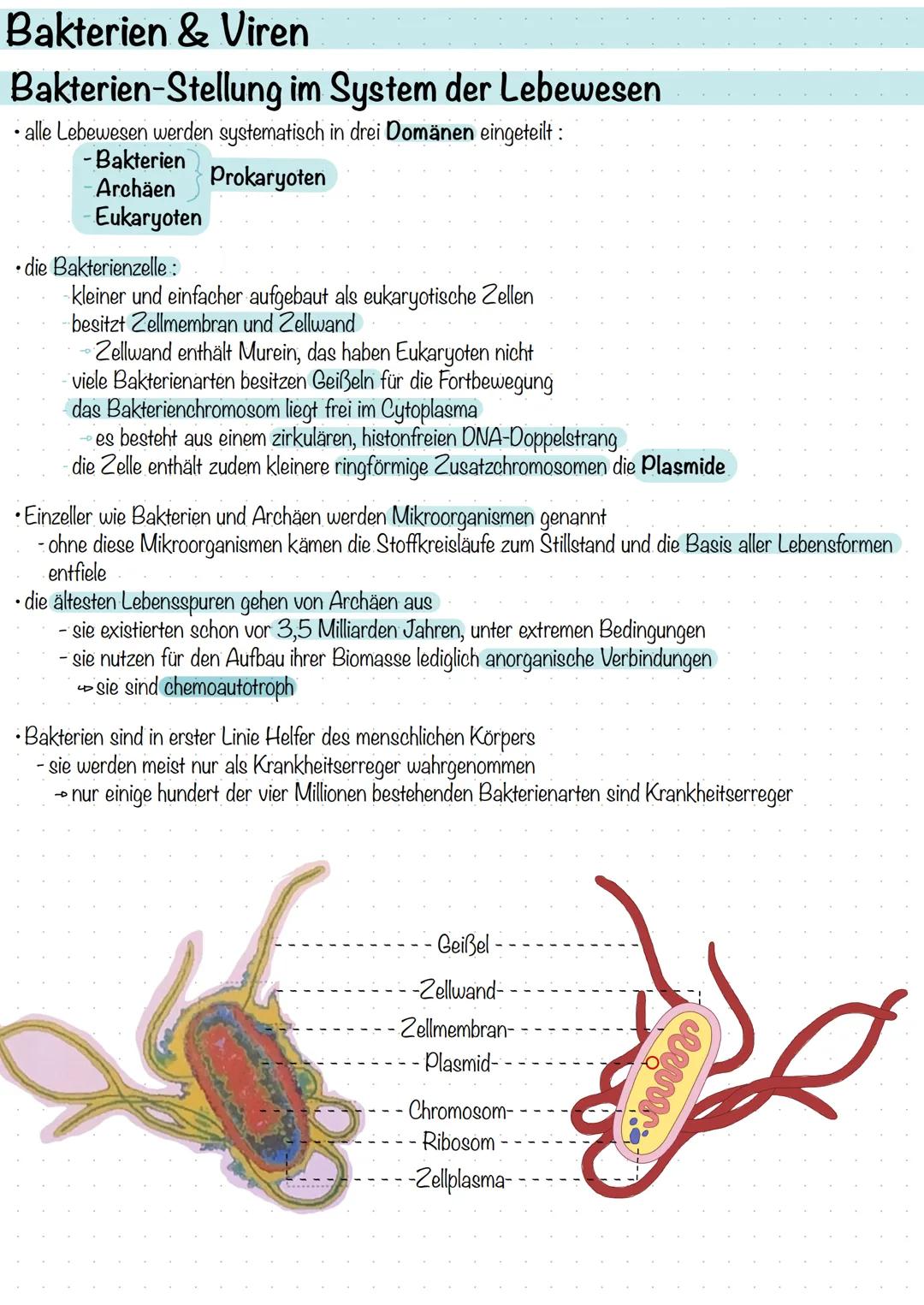 Bakterien & Viren
Bakterien-Stellung im System der Lebewesen
alle Lebewesen werden systematisch in drei Domänen eingeteilt:
- Bakterien
Arch