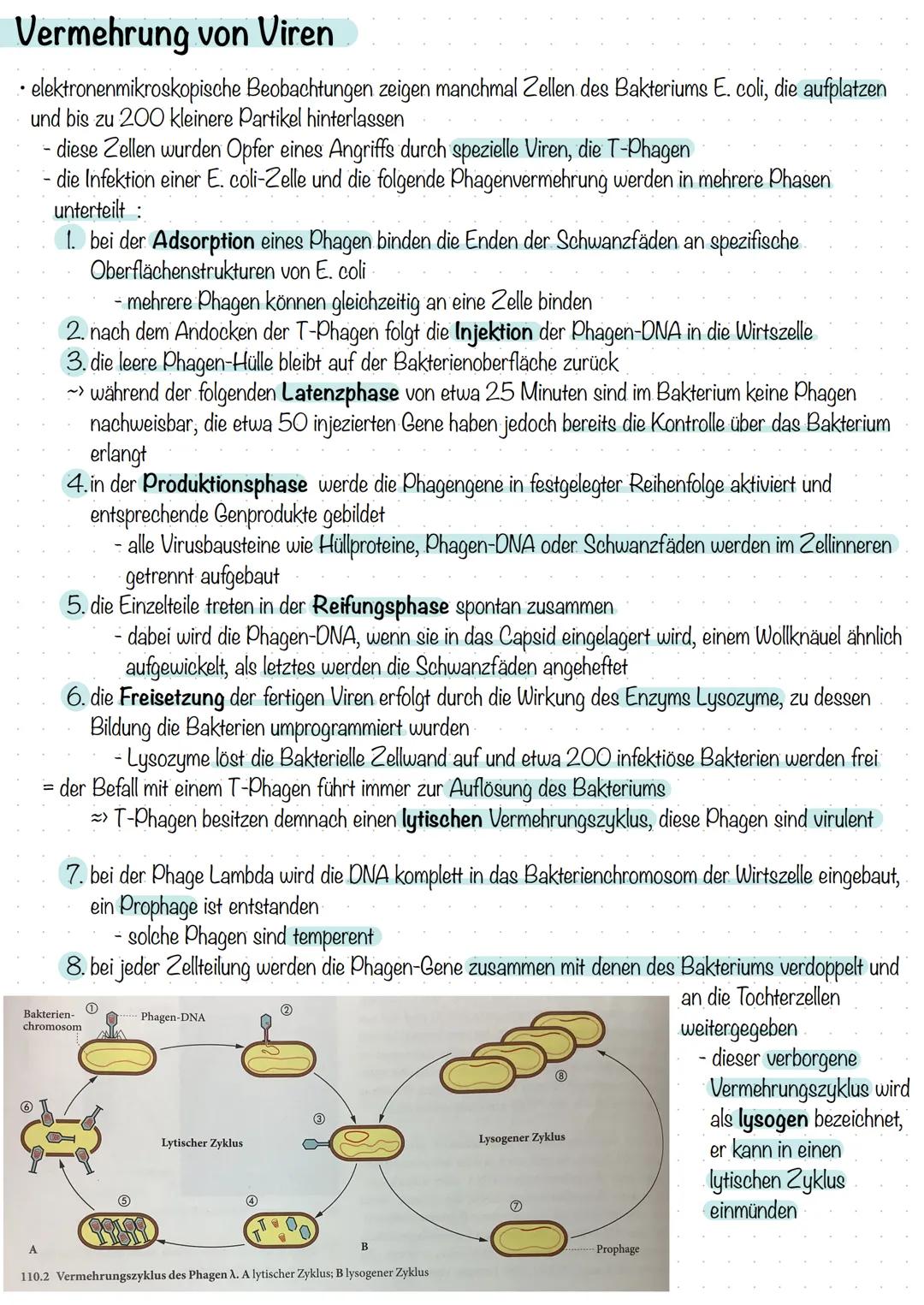 Bakterien & Viren
Bakterien-Stellung im System der Lebewesen
alle Lebewesen werden systematisch in drei Domänen eingeteilt:
- Bakterien
Arch