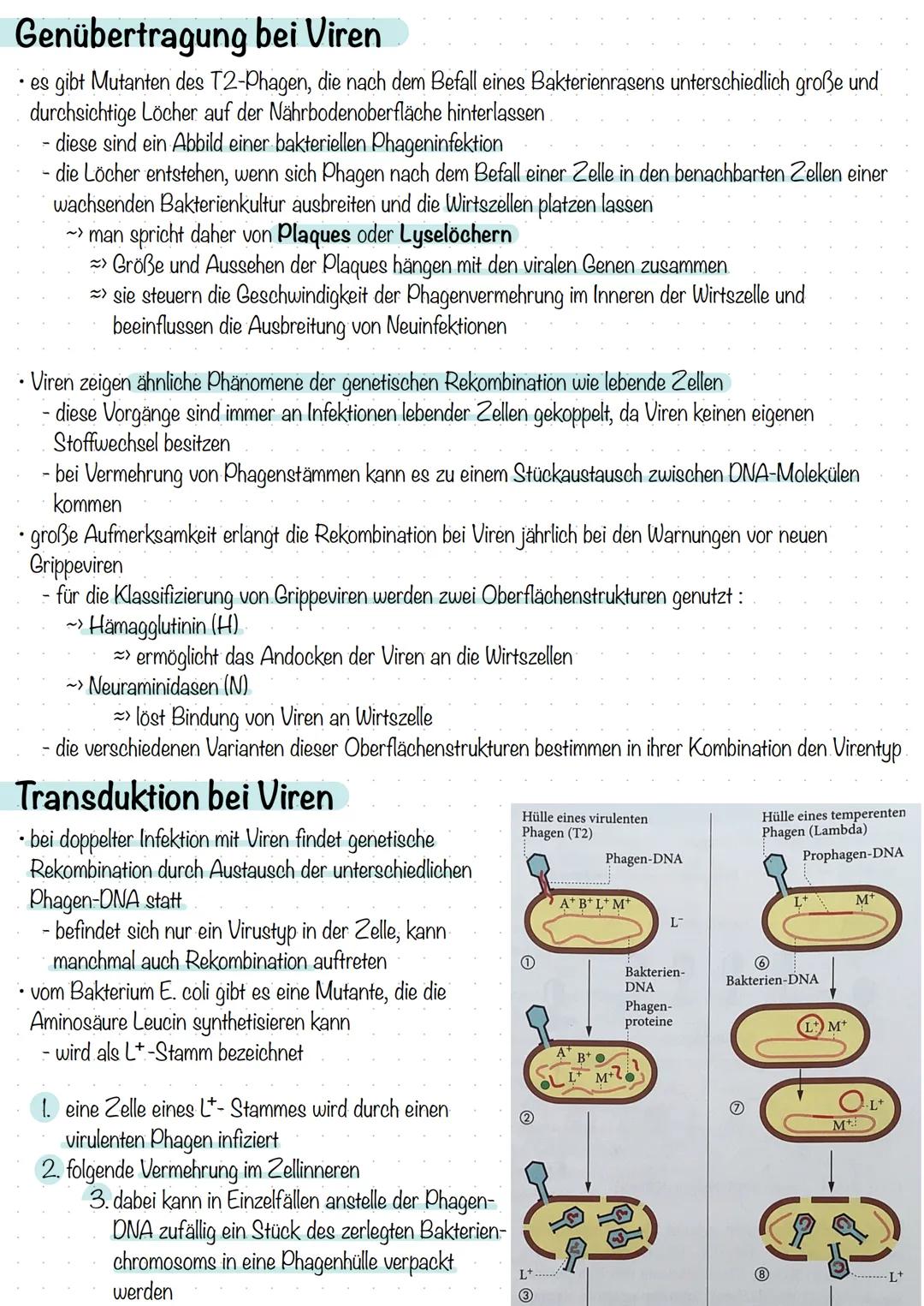 Bakterien & Viren
Bakterien-Stellung im System der Lebewesen
alle Lebewesen werden systematisch in drei Domänen eingeteilt:
- Bakterien
Arch