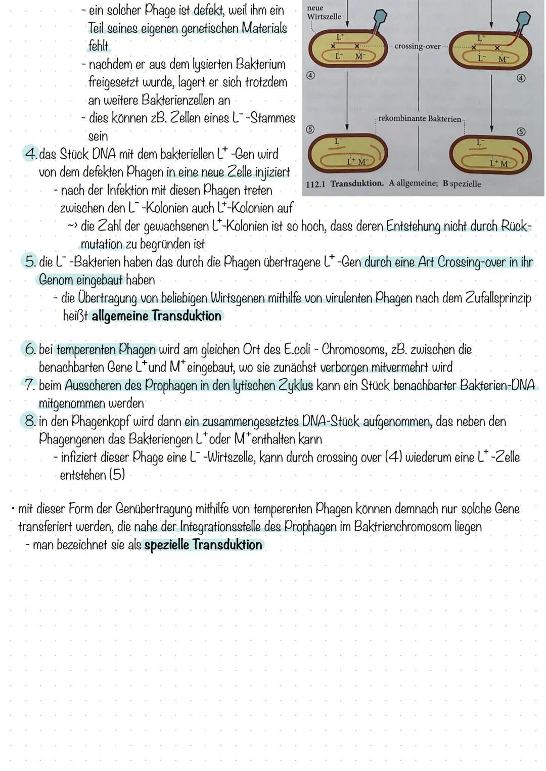 Bakterien & Viren
Bakterien-Stellung im System der Lebewesen
alle Lebewesen werden systematisch in drei Domänen eingeteilt:
- Bakterien
Arch