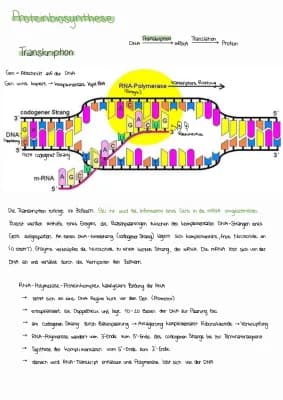 Know Proteinbiosynthese thumbnail