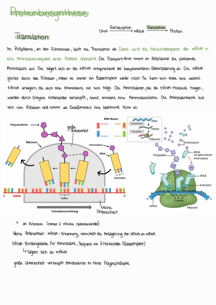 Die Proteinbiosynthese (PBS) ist die Neubildung von Proteinen in Zellen und damit der für alle Lebewesen
zentrale Prozess einer Genexpressio