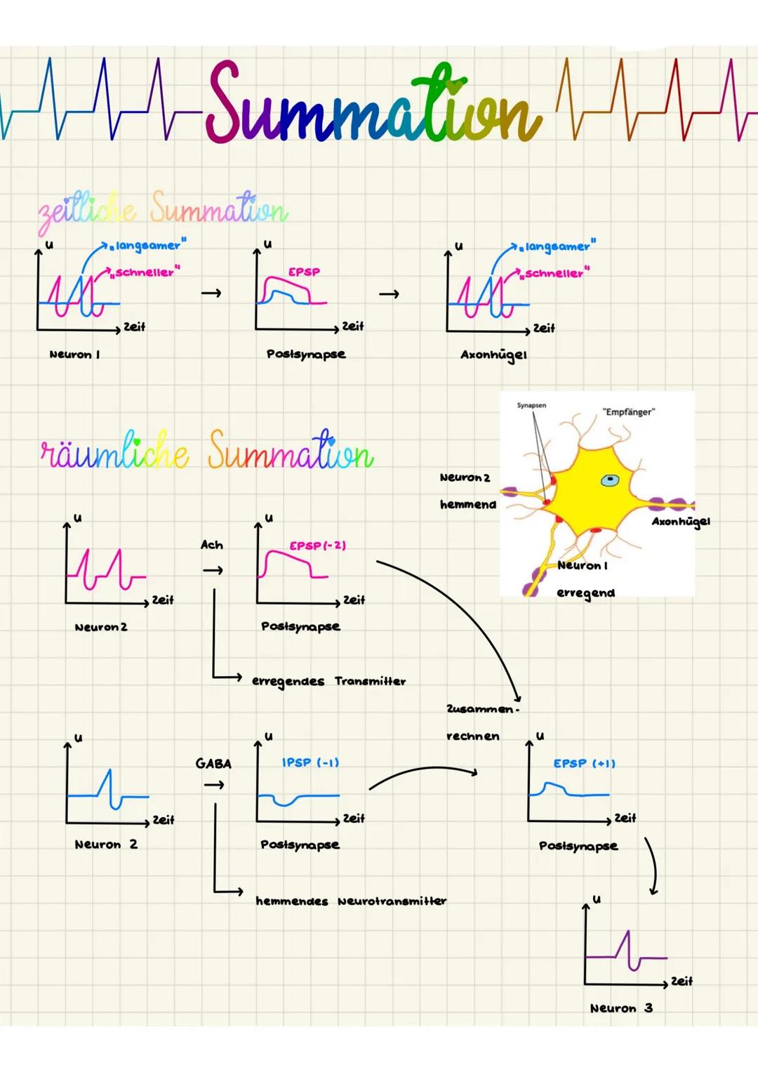 Curare: Wirkung an der Synapse und Einsatz in der Medizin für Kids
