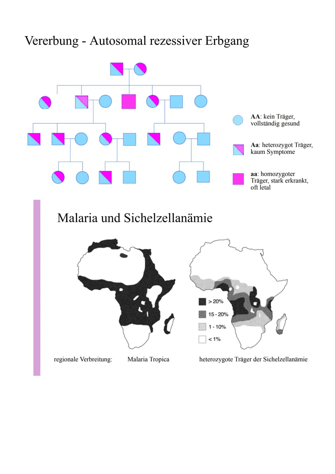 0
O
Sichelzellanämie
Definition: Die Sichelzellanämie ist eine autosomal-rezessiv
vererbte Anomalie (Unregelmäßigkeit) des Hämoglobins,
bei 