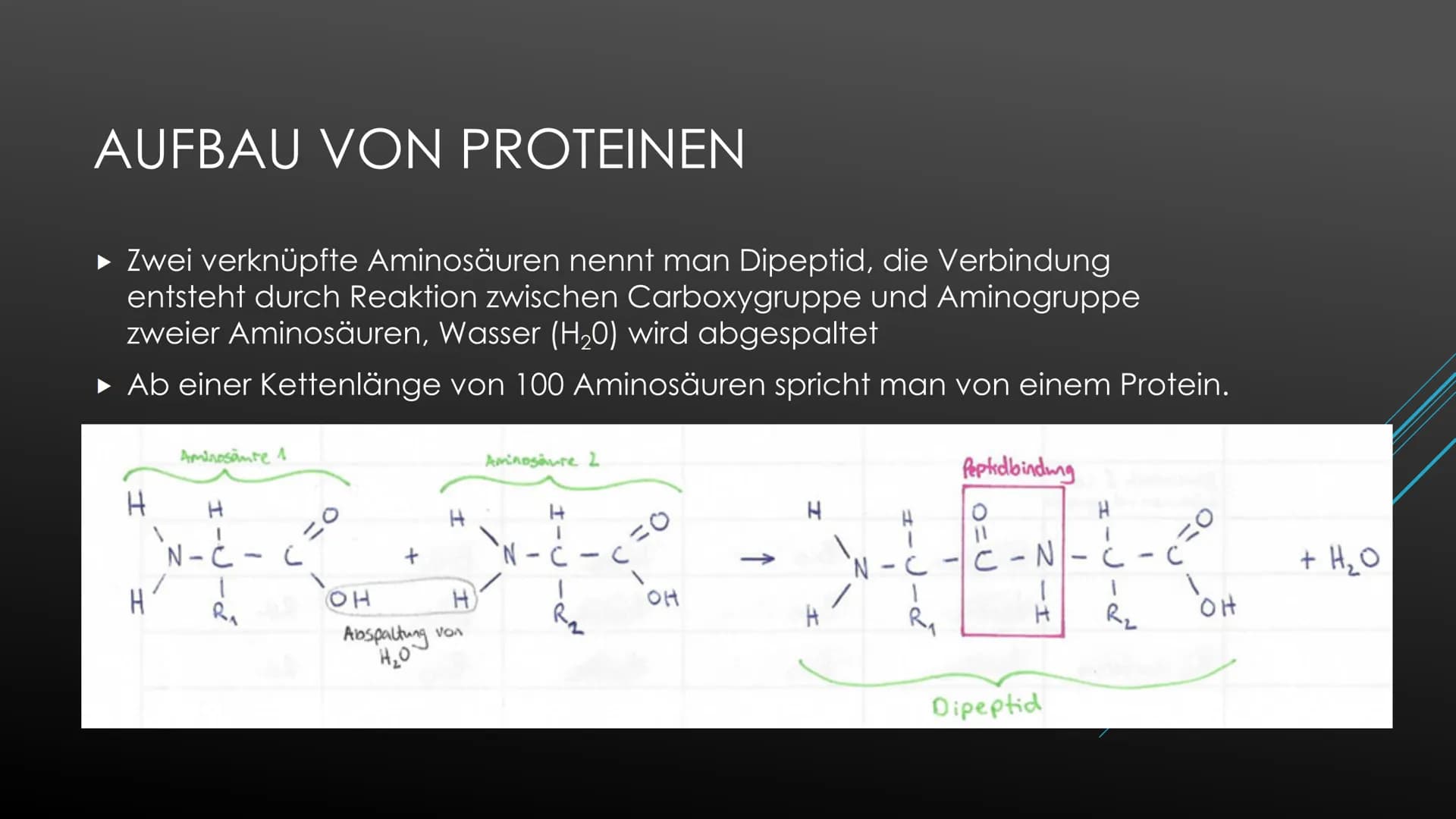 PROTEINE
Biologie Oberstufe Proteinvielfalt und ihre Funktion:
Proteine übernehmen unterschiedlichste Funktionen, dementsprechend groß ist d