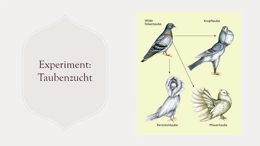 Die Evolutionstheorie
von Charles Darwin
PRÄSENTATION
VON MARIE SCHIRMER Gliederung
Charles Darwin
Selektionstheorie
Experiment
Synthetische