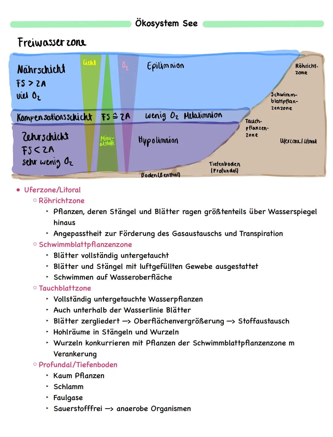 Zusammenfassung
Ökologie
Abiotische und biotische Faktoren
Biotische Faktoren
• gehen von Lebewesen aus
• Konkurrenten
• Parasiten
• Mensch
