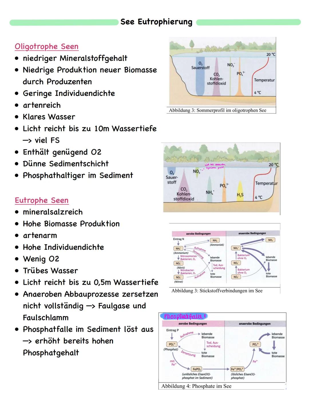 Zusammenfassung
Ökologie
Abiotische und biotische Faktoren
Biotische Faktoren
• gehen von Lebewesen aus
• Konkurrenten
• Parasiten
• Mensch
