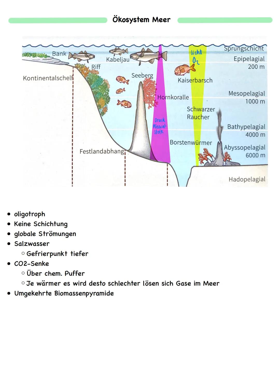 Zusammenfassung
Ökologie
Abiotische und biotische Faktoren
Biotische Faktoren
• gehen von Lebewesen aus
• Konkurrenten
• Parasiten
• Mensch
