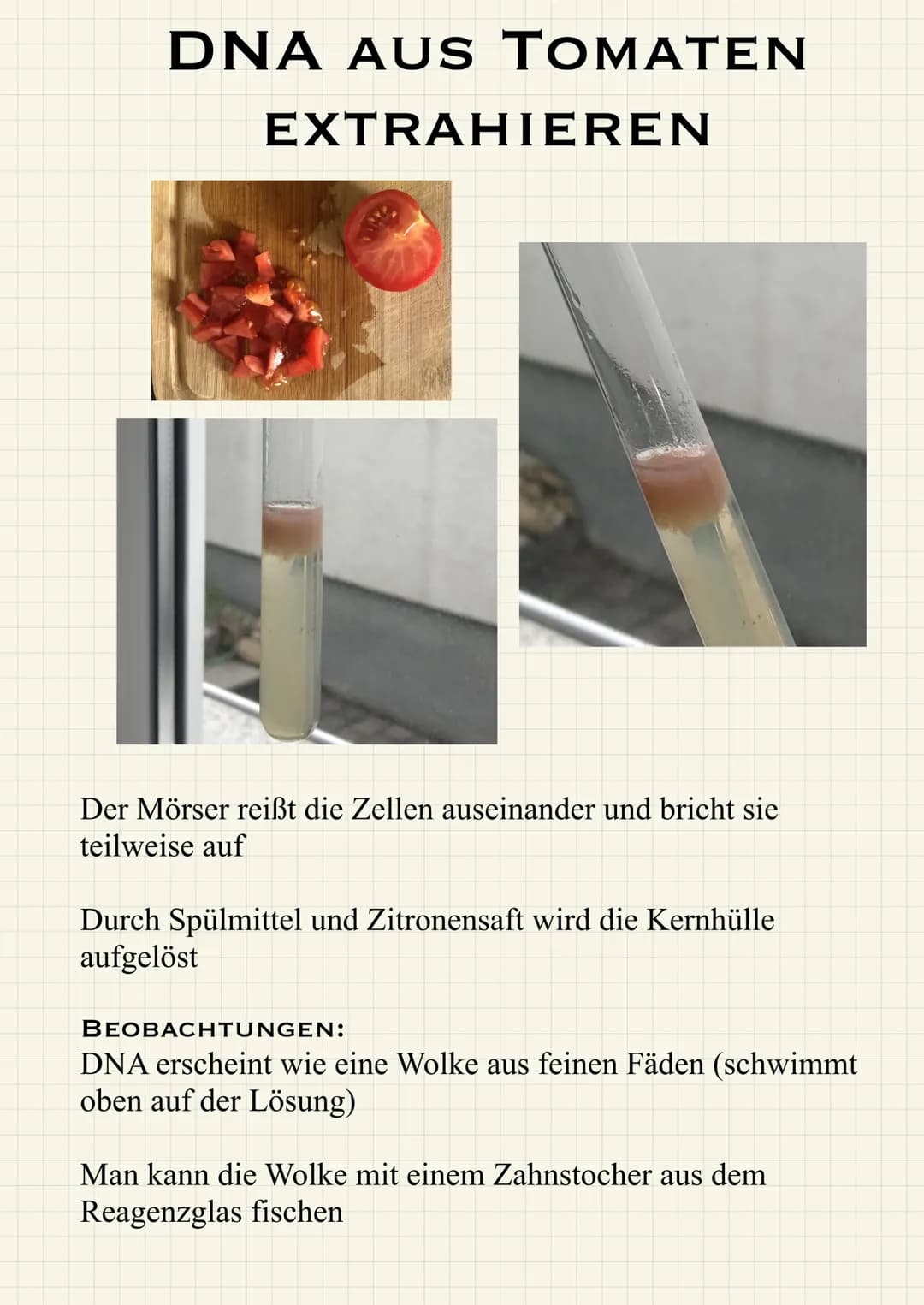 DNA AUS TOMATEN
EXTRAHIEREN
Der Mörser reißt die Zellen auseinander und bricht sie
teilweise auf
Durch Spülmittel und Zitronensaft wird die 