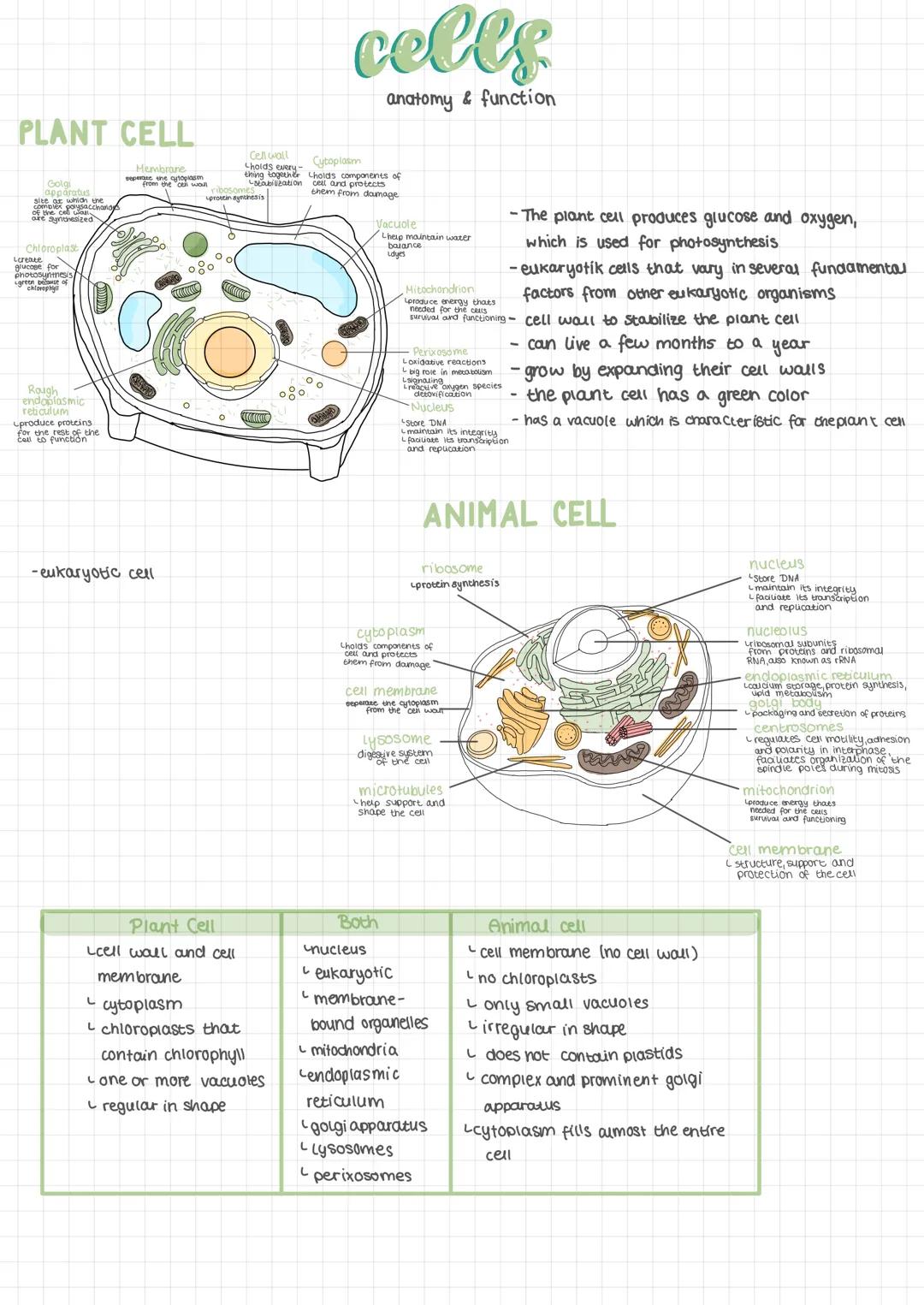 PLANT CELL
Membrane
seperate the cytoplasm
from the cell wall
Golgi
apparatus
site at which the
of the polysaccharidy
are synthesized
Chloro