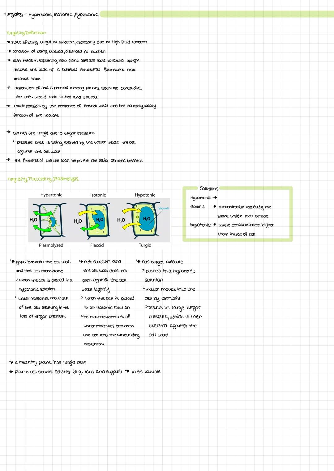 PLANT CELL
Membrane
seperate the cytoplasm
from the cell wall
Golgi
apparatus
site at which the
of the polysaccharidy
are synthesized
Chloro