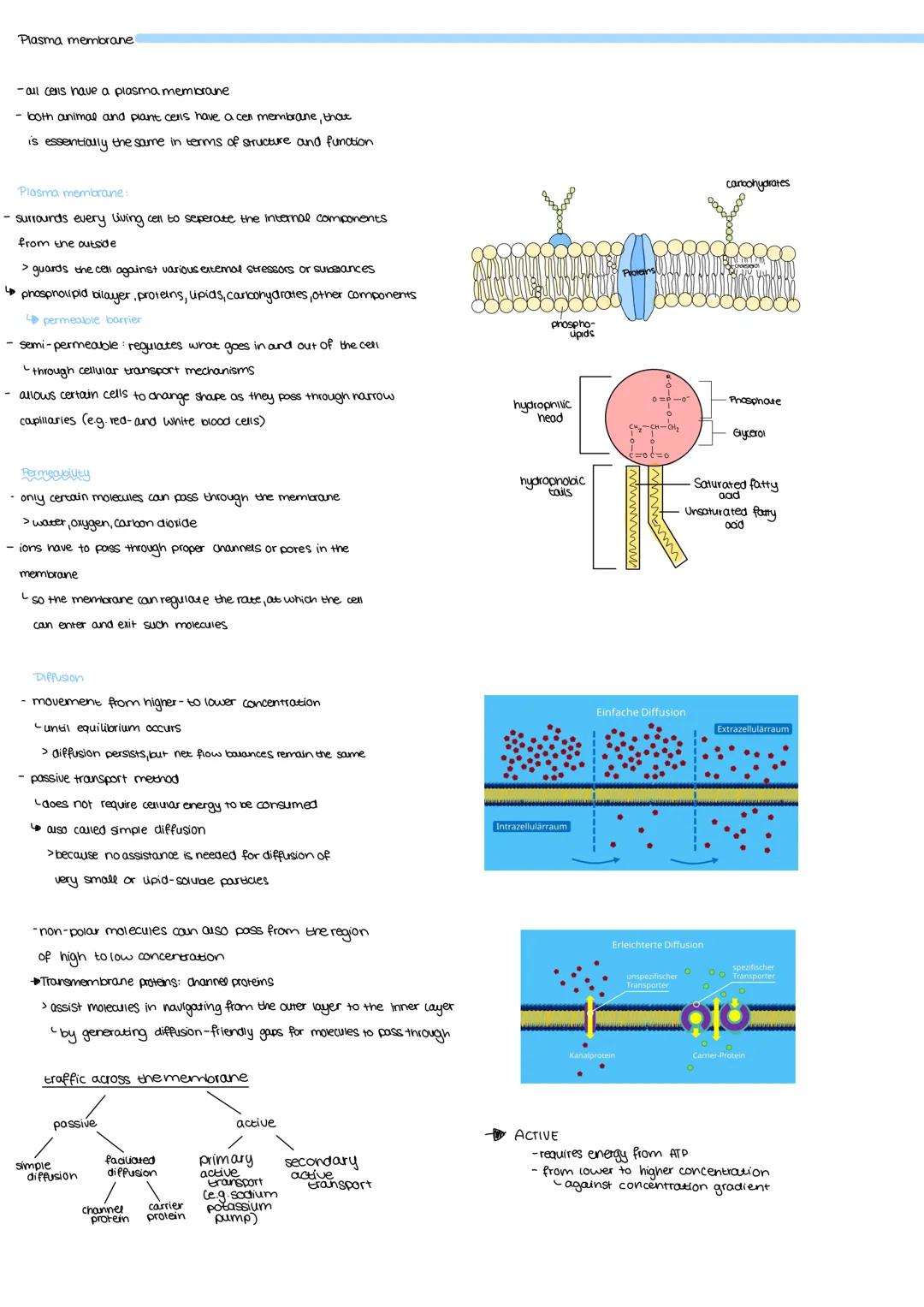 PLANT CELL
Membrane
seperate the cytoplasm
from the cell wall
Golgi
apparatus
site at which the
of the polysaccharidy
are synthesized
Chloro