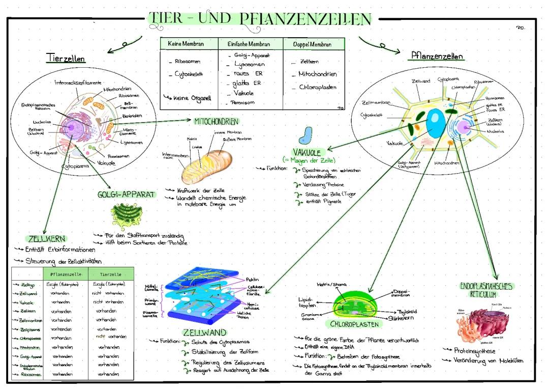 Tier- und Pflanzenzelle
