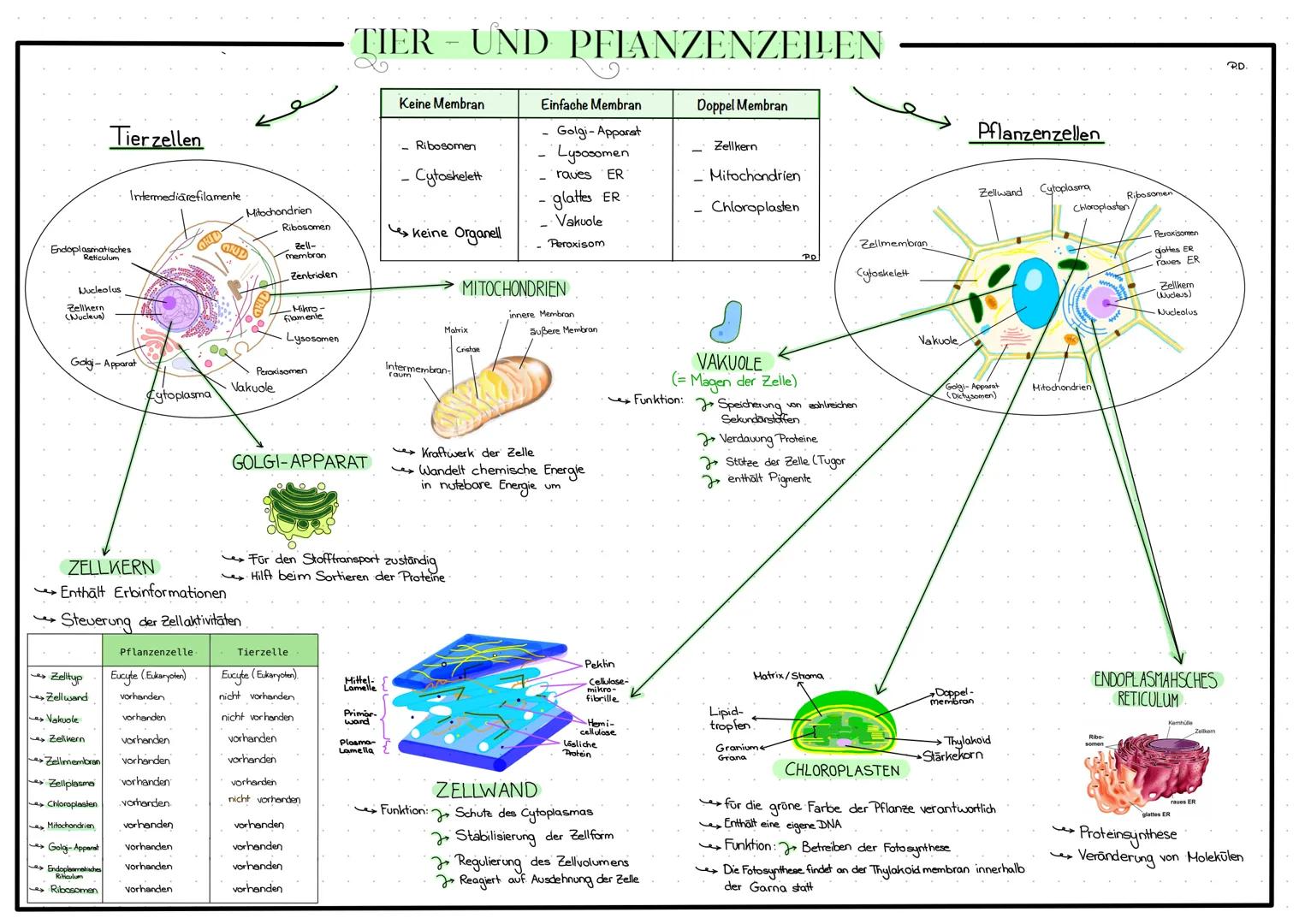 Endoplasmatisches
Reticulum
Nucleolus
Zellkern
(Nucleus)
Tier zellen
Intermediarefilamente
Golgi- Apparat
Zelltyp
Zellwand
Vakuole
Zellkern
