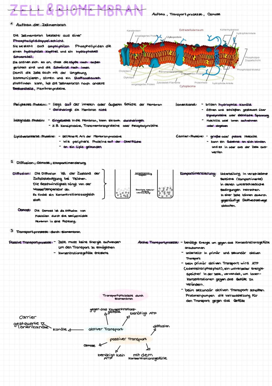 ZELL & BIOMEMBRAN
1 Aufbau der Zellmembran
Die Zell membran besteht aus einer
Phospholipiddoppelschicht.
Sie besteht aus amphiphilen Phospho
