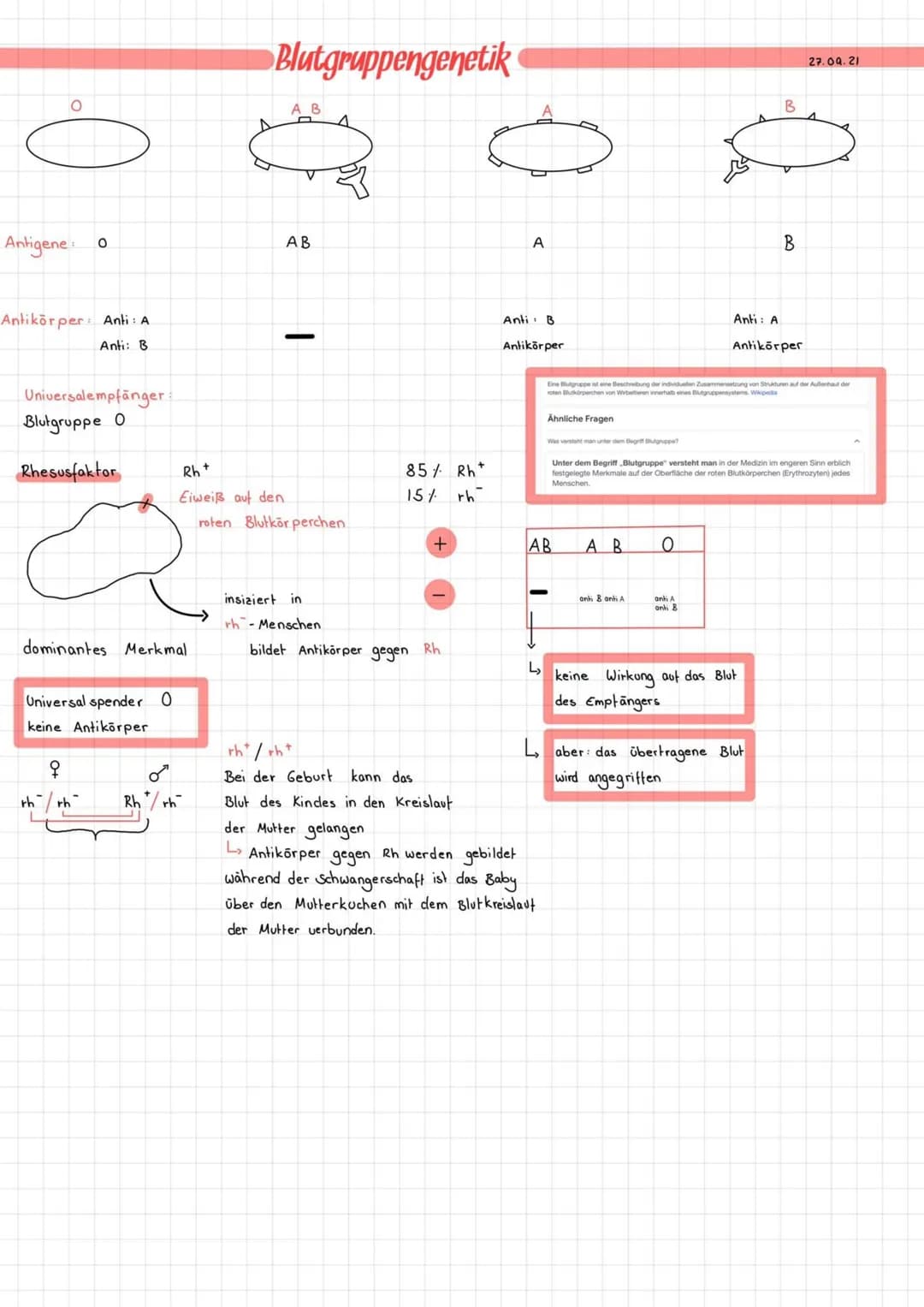 Antigene o
Antikörper: Anti: A
Anti: B
Universalempfänger:
Blutgruppe O
Rhesusfaktor
dominantes Merkmal.
Universal spender 0
keine Antikörpe