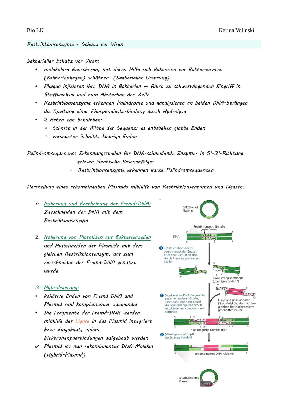 Bio LK
Gentechnik
Gentechnik
●
0 Restriktionsenzyme
●
O
DNA-Klonierung/Selektion von transgenen Bakterien *
O Polymerase-Kettenreaktion (PCR