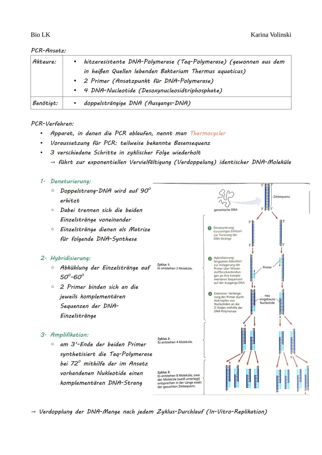 Bio LK
Gentechnik
Gentechnik
●
0 Restriktionsenzyme
●
O
DNA-Klonierung/Selektion von transgenen Bakterien *
O Polymerase-Kettenreaktion (PCR