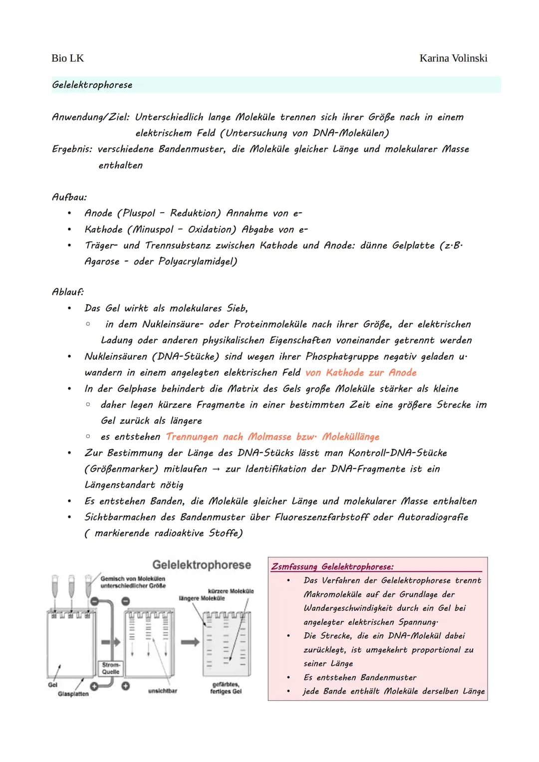 Bio LK
Gentechnik
Gentechnik
●
0 Restriktionsenzyme
●
O
DNA-Klonierung/Selektion von transgenen Bakterien *
O Polymerase-Kettenreaktion (PCR