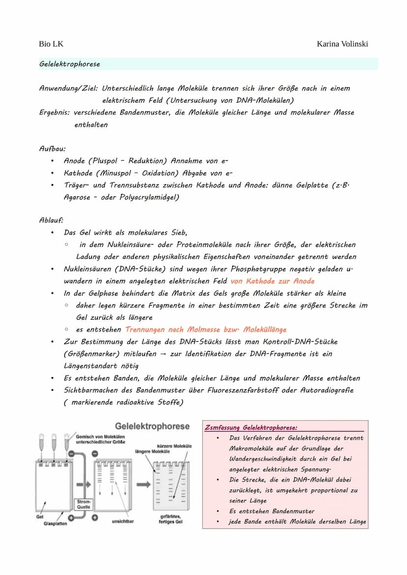 Bio LK
Gentechnik
Gentechnik
●
0 Restriktionsenzyme
●
O
DNA-Klonierung/Selektion von transgenen Bakterien *
O Polymerase-Kettenreaktion (PCR