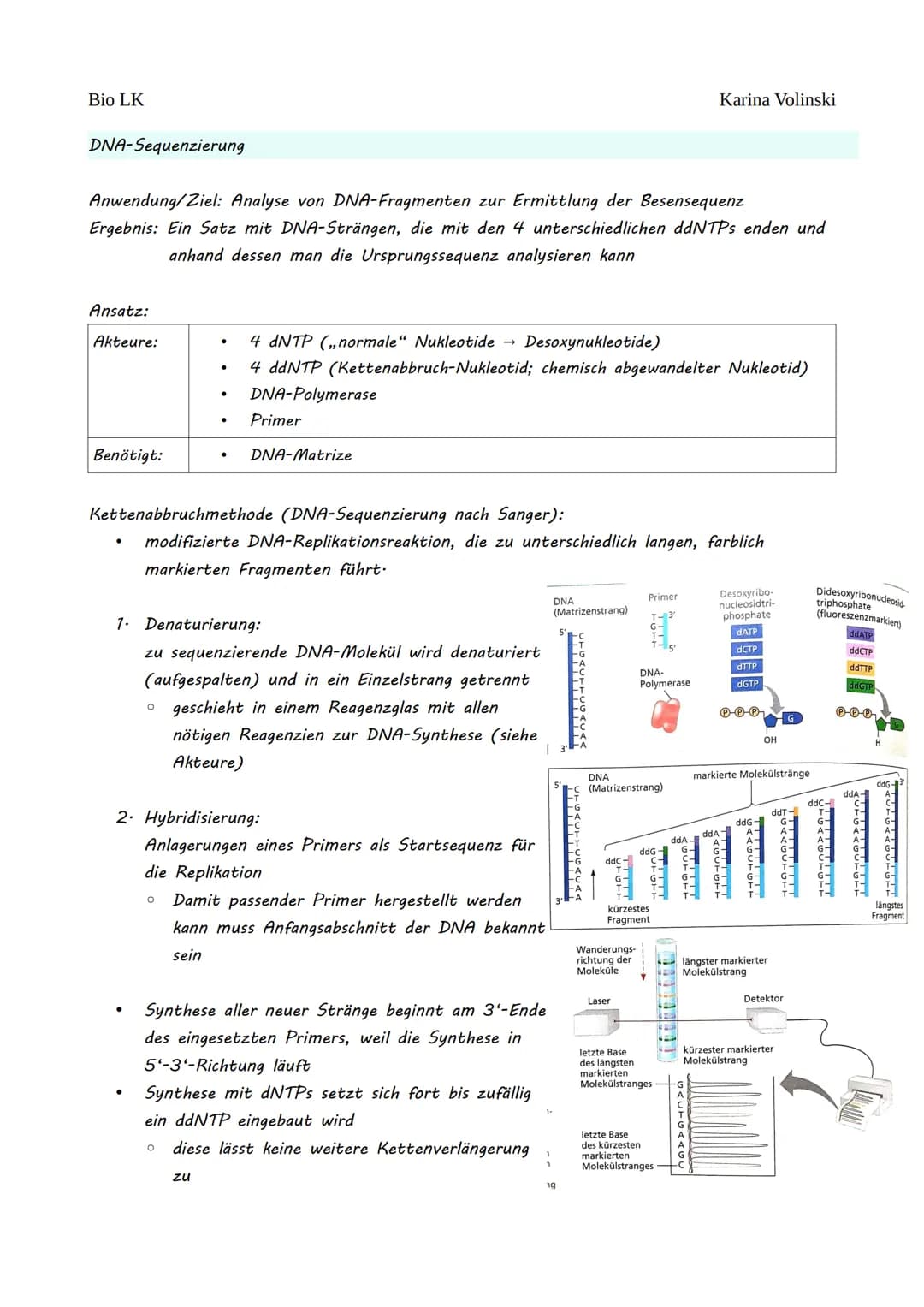 Bio LK
Gentechnik
Gentechnik
●
0 Restriktionsenzyme
●
O
DNA-Klonierung/Selektion von transgenen Bakterien *
O Polymerase-Kettenreaktion (PCR