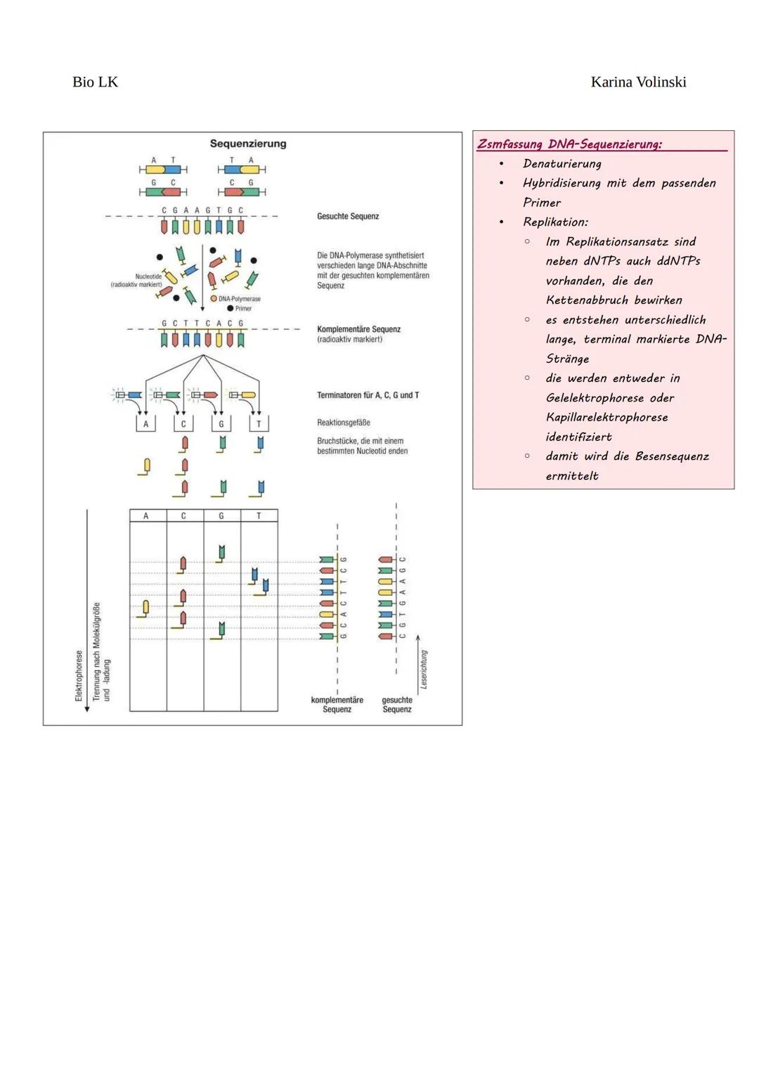 Bio LK
Gentechnik
Gentechnik
●
0 Restriktionsenzyme
●
O
DNA-Klonierung/Selektion von transgenen Bakterien *
O Polymerase-Kettenreaktion (PCR