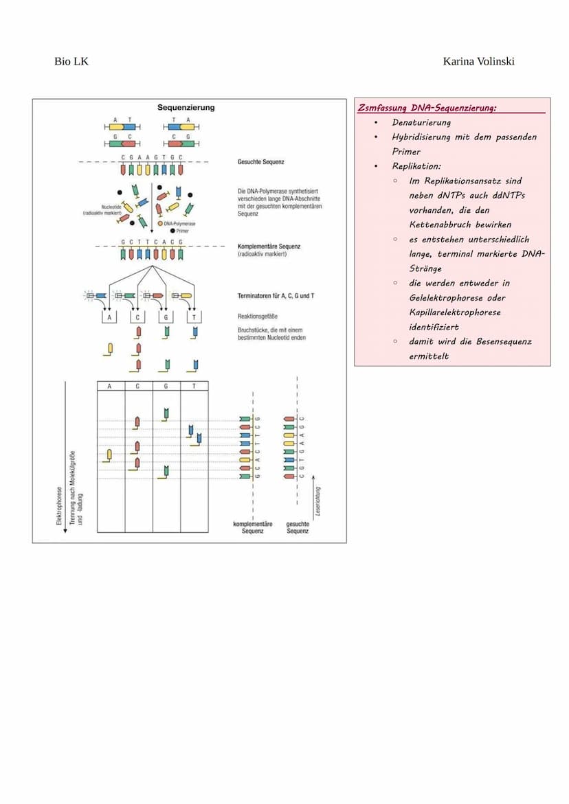 Bio LK
Gentechnik
Gentechnik
●
0 Restriktionsenzyme
●
O
DNA-Klonierung/Selektion von transgenen Bakterien *
O Polymerase-Kettenreaktion (PCR