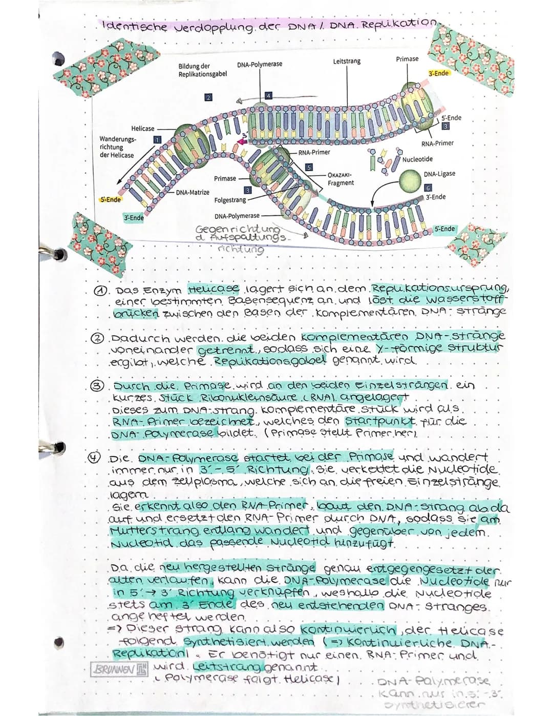 Identische verdopplung der DNA/ DNA. Replikation.
Helicase
Wanderungs-
richtung
der Helicase
5-Ende
3-Ende
OOOD
Bildung der
Replikationsgabe