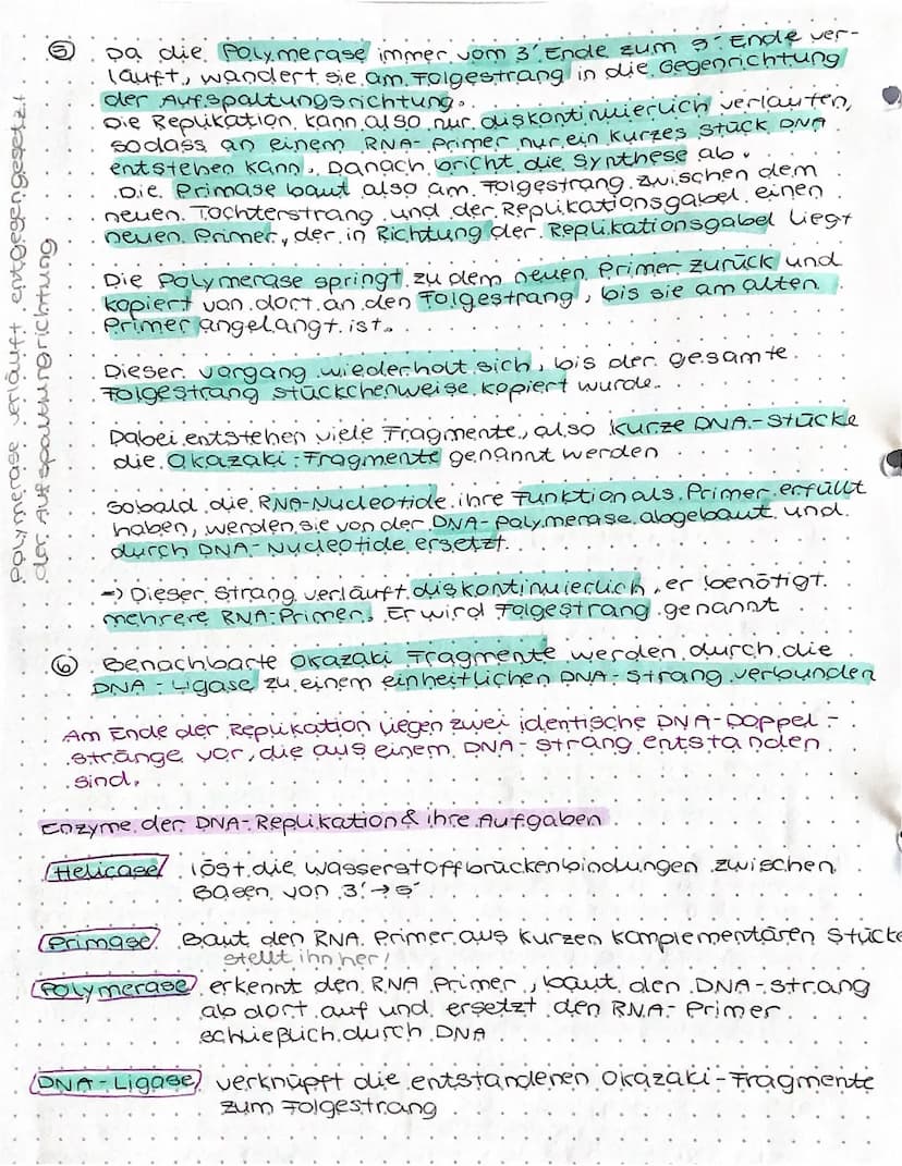 Identische verdopplung der DNA/ DNA. Replikation.
Helicase
Wanderungs-
richtung
der Helicase
5-Ende
3-Ende
OOOD
Bildung der
Replikationsgabe