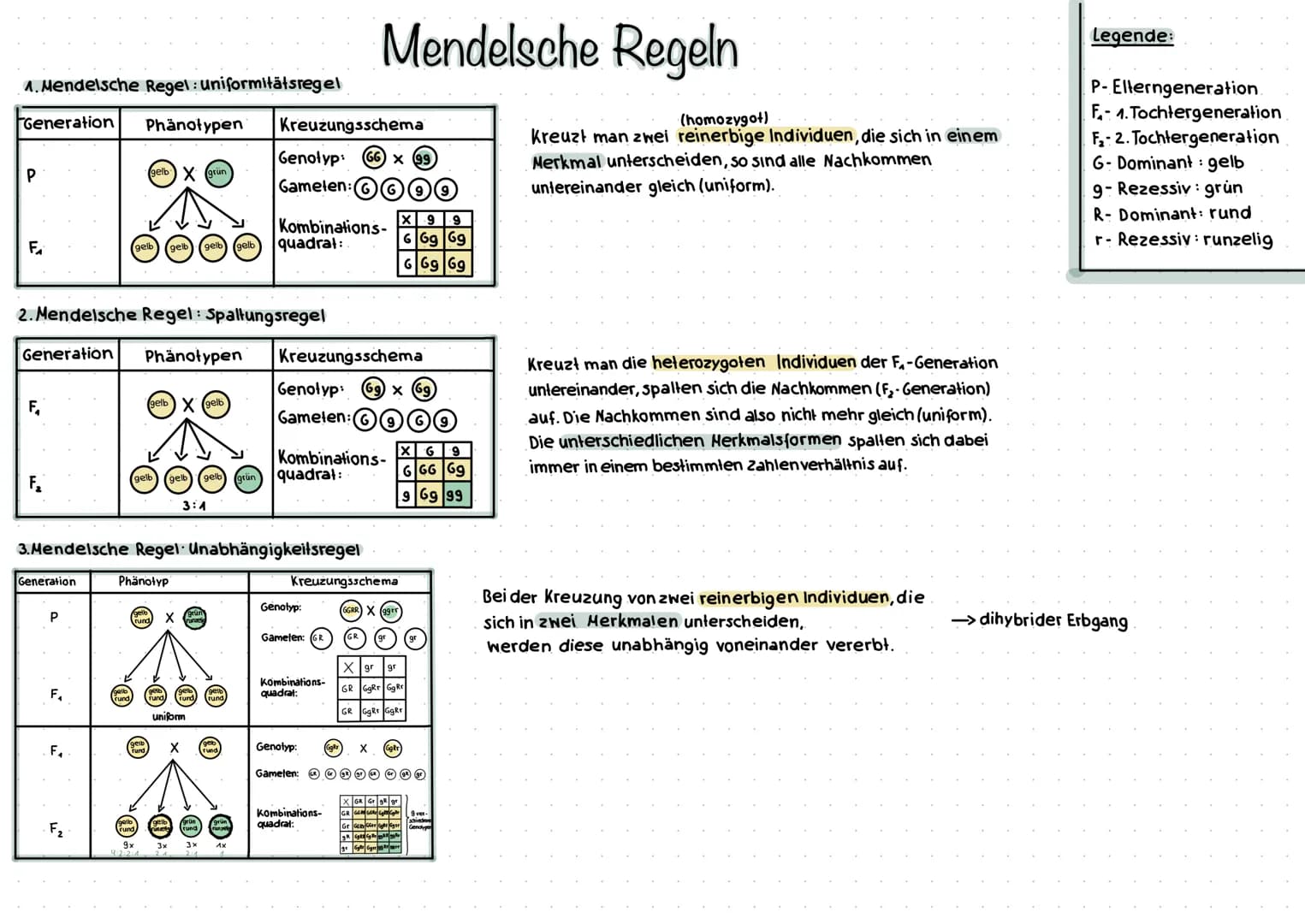 1. Mendelsche Regel: uniformitätsregel
Generation Phänotypen
P
F₁
F₁
Lª
N
2. Mendelsche Regel: Spaltungsregel
Generation Phänotypen
Generati