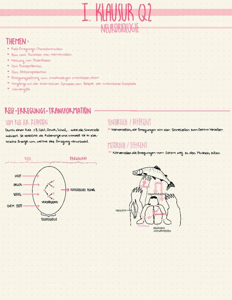 Know Neurobiologie thumbnail