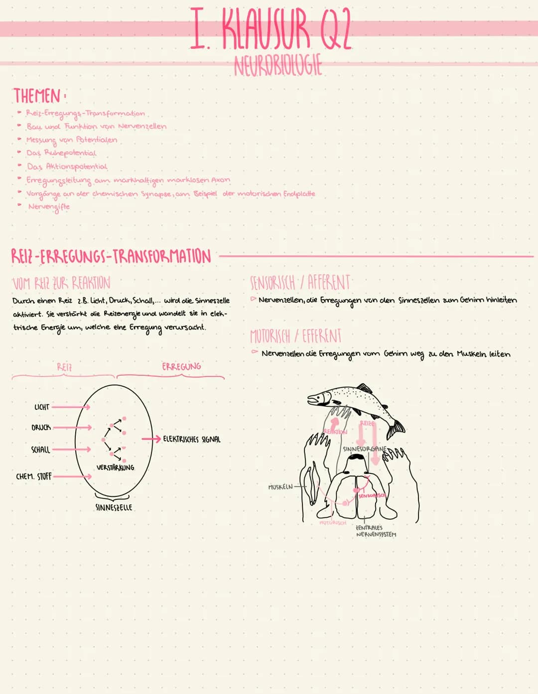 THEMEN
• Reiz-Erregungs-Transformation.
Bay und Funktion von Nervenzellen
Messung von Potentialen
Das Ruhepotential
Das Aktionspotential
Err