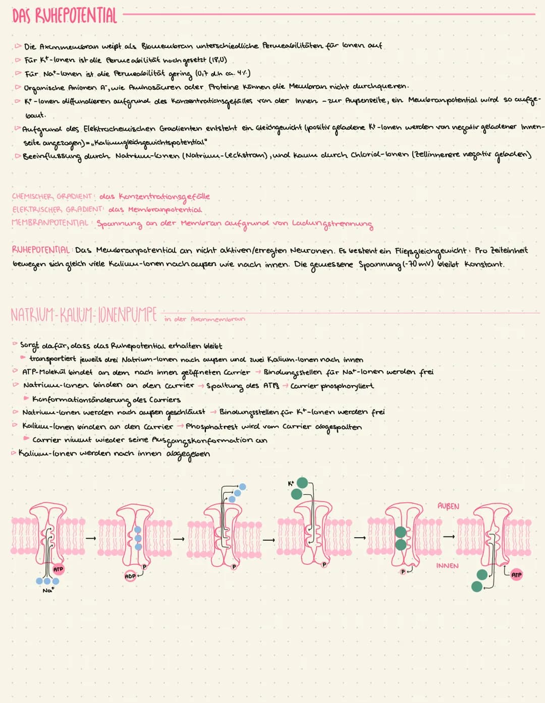 THEMEN
• Reiz-Erregungs-Transformation.
Bay und Funktion von Nervenzellen
Messung von Potentialen
Das Ruhepotential
Das Aktionspotential
Err