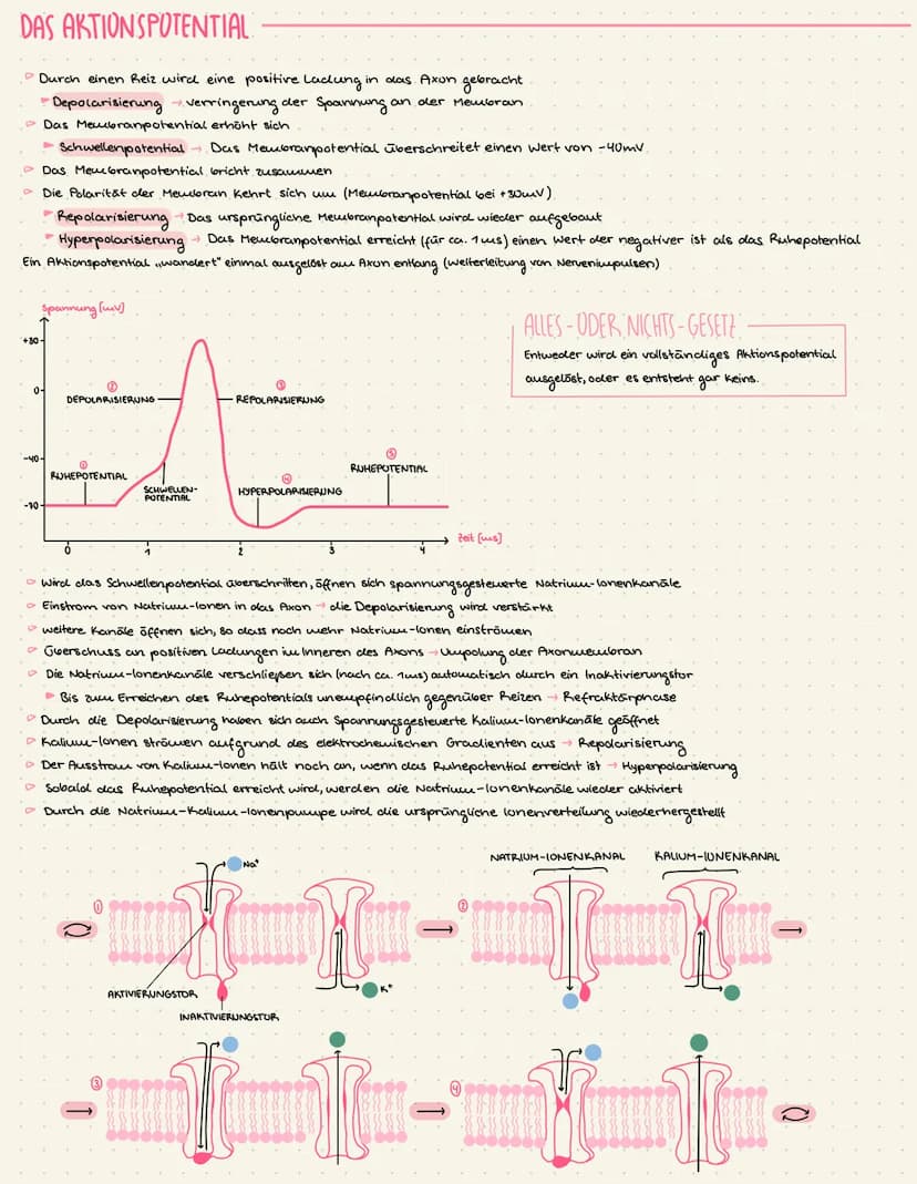 THEMEN
• Reiz-Erregungs-Transformation.
Bay und Funktion von Nervenzellen
Messung von Potentialen
Das Ruhepotential
Das Aktionspotential
Err