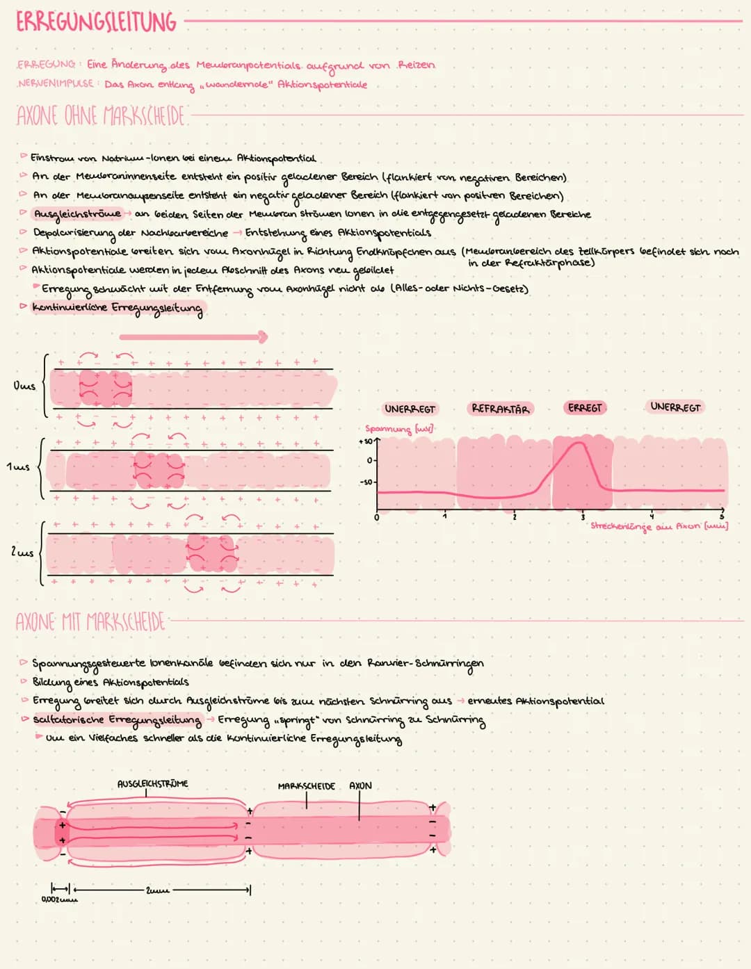 THEMEN
• Reiz-Erregungs-Transformation.
Bay und Funktion von Nervenzellen
Messung von Potentialen
Das Ruhepotential
Das Aktionspotential
Err