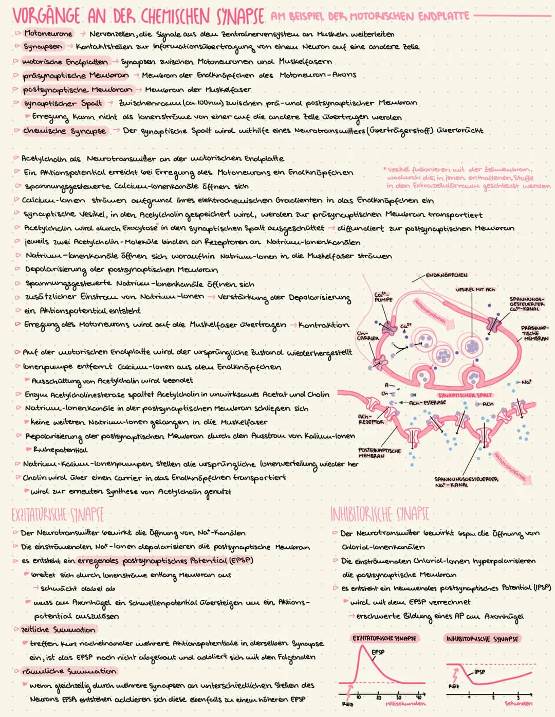 THEMEN
• Reiz-Erregungs-Transformation.
Bay und Funktion von Nervenzellen
Messung von Potentialen
Das Ruhepotential
Das Aktionspotential
Err