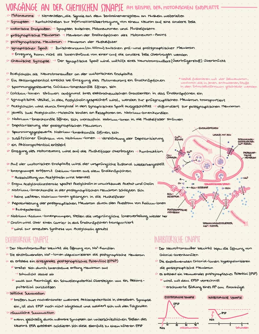 THEMEN
• Reiz-Erregungs-Transformation.
Bay und Funktion von Nervenzellen
Messung von Potentialen
Das Ruhepotential
Das Aktionspotential
Err