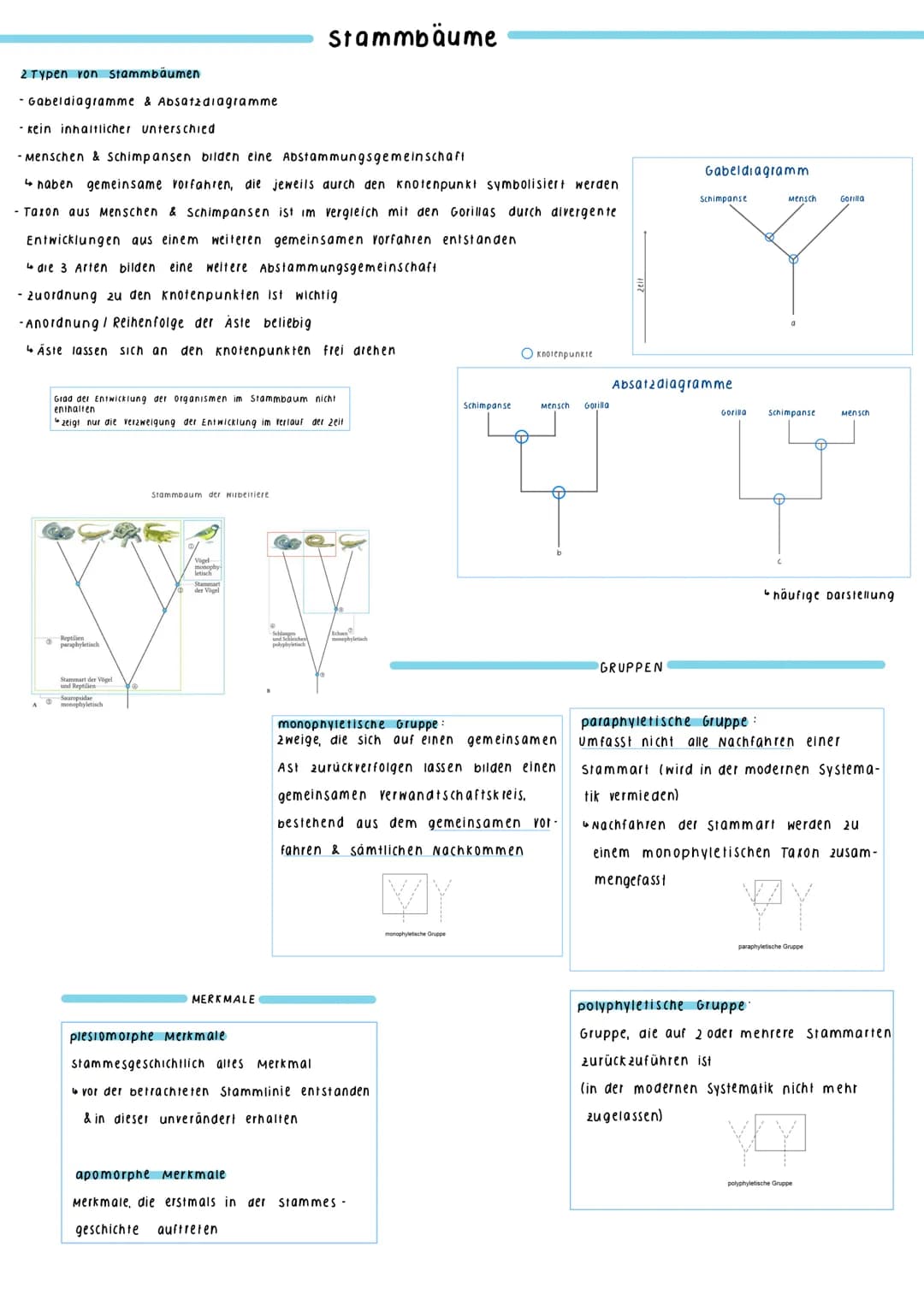 2 Typen von Stammbäumen
- Gabeldiagramme & Absatzdiagramme
- kein inhaltlicher unterschied
-Menschen & Schimpansen bilden eine Abstammungsge