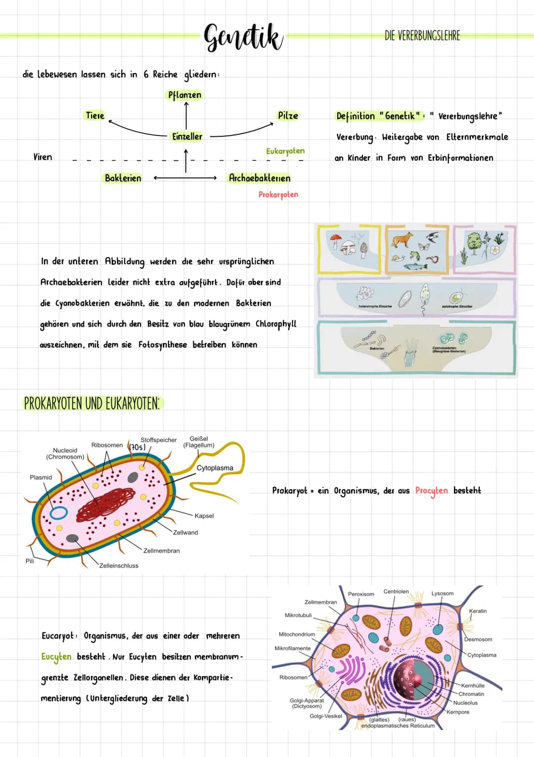 die lebewesen lassen sich in 6 Reiche gliedern:
Pflanzen
Viren
Pili
Tiere
PROKARYOTEN UND EUKARYOTEN:
Nucleoid
(Chromosom)
Plasmid
Bakterien