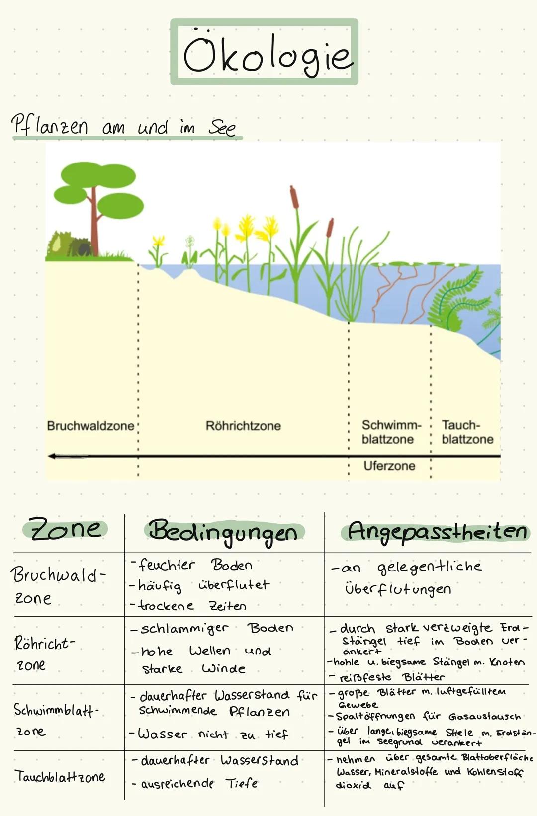 # Okologie

Ökosystem
*   besteht aus einem Lebensraum (Biotop)
und den darin lebenden Pflanzen u. Tieren (Biozonose)

Biotop:
= Ökosystem o