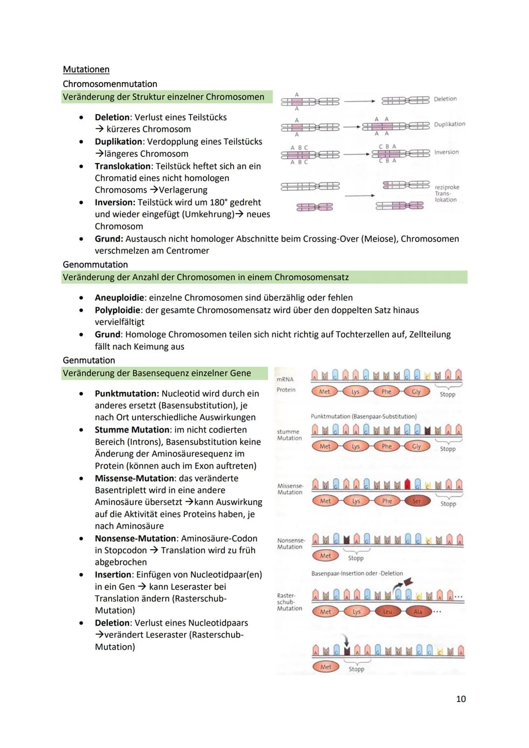 Cytologische Grundlagen der Vererbung
Chromosomen
● Bestehen aus linearen DNA-Molekülen, die basisch mit
Histonen reagieren
DNA windet sich 