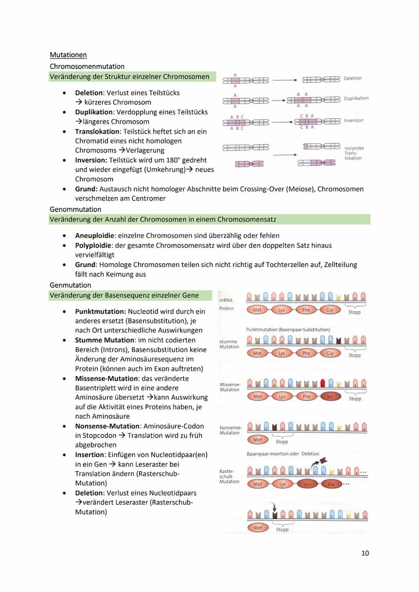 Cytologische Grundlagen der Vererbung
Chromosomen
● Bestehen aus linearen DNA-Molekülen, die basisch mit
Histonen reagieren
DNA windet sich 