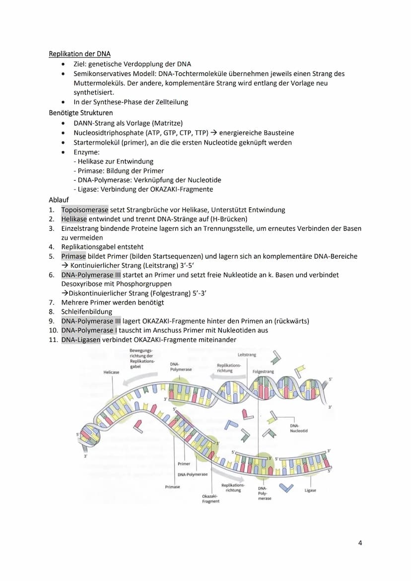 Cytologische Grundlagen der Vererbung
Chromosomen
● Bestehen aus linearen DNA-Molekülen, die basisch mit
Histonen reagieren
DNA windet sich 